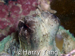 Octopus eye.. Xiao Liu Qiu ; TAIWAN.
CASIO EX-Z1000
8mm... by Harry Yang 